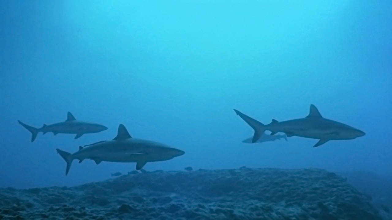 Atlantis