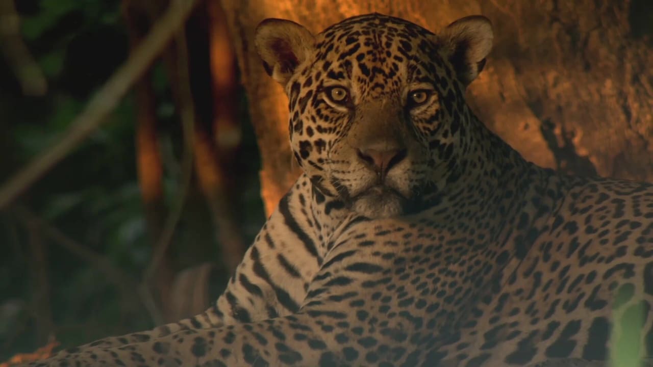 Jaguars of the Pantanal