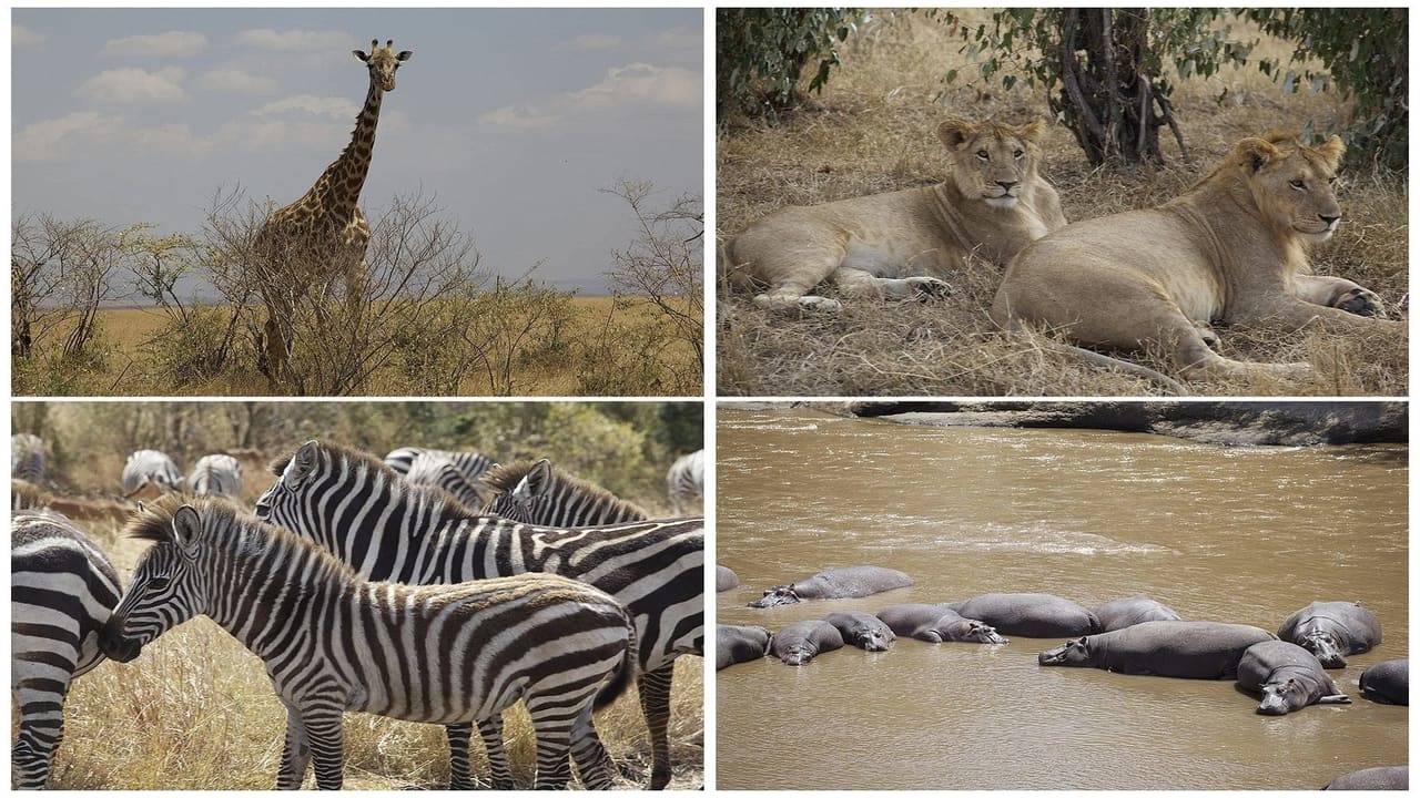 3D Safari: Africa