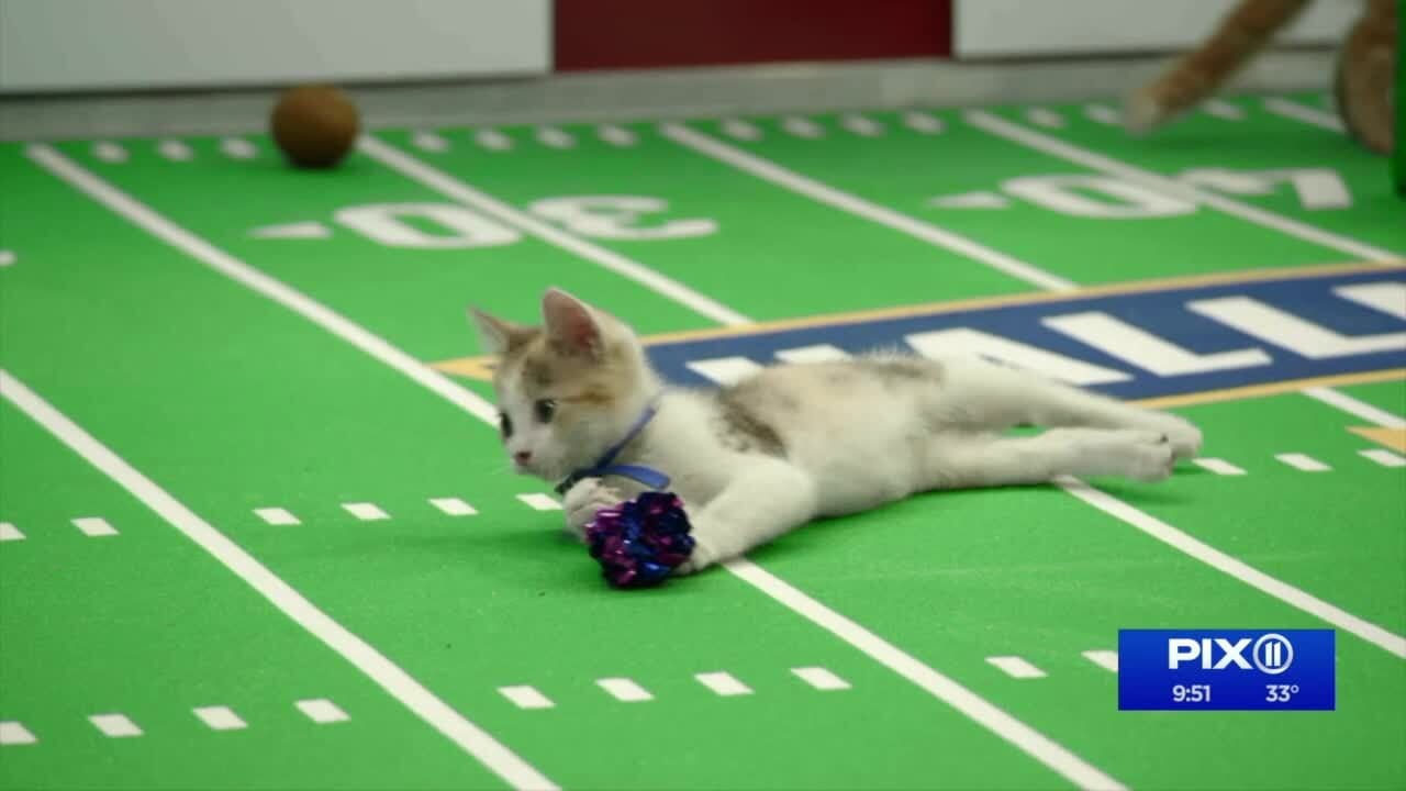 Kitten Bowl VIII