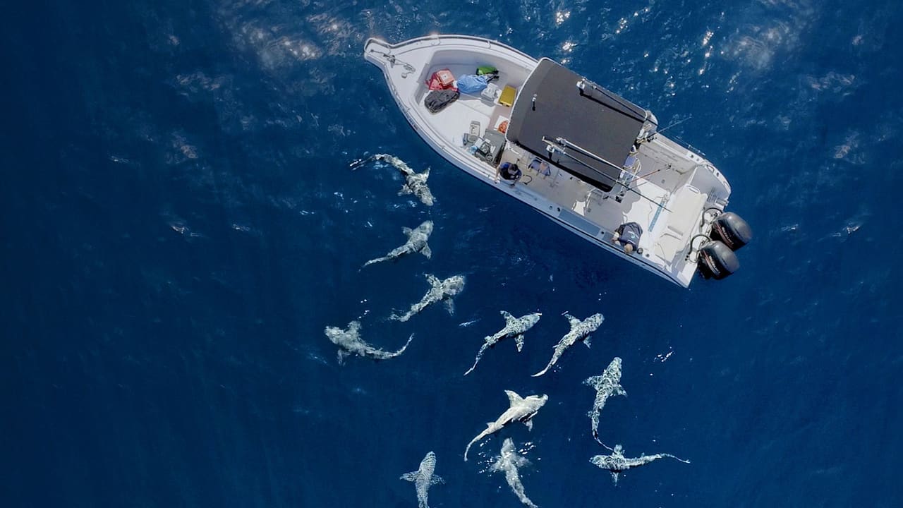 Need A Bigger Boat