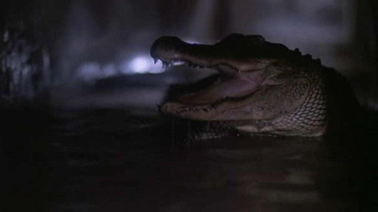 Alligator II: The Mutation