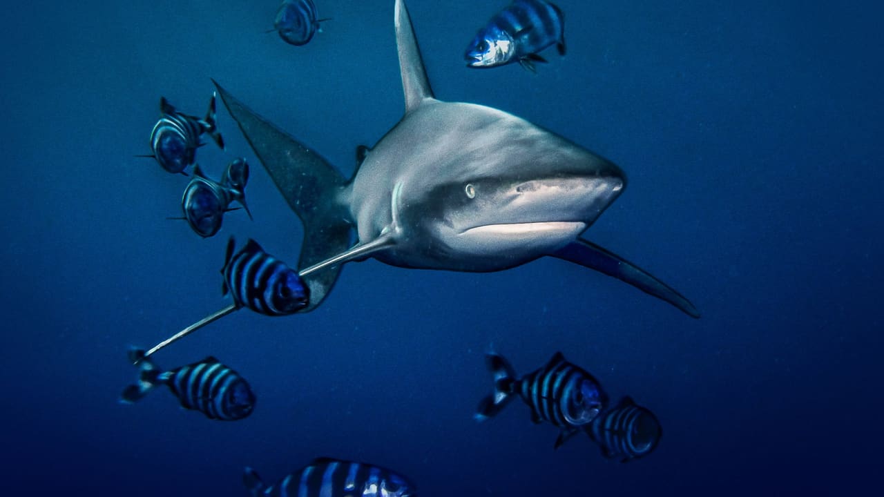 World's Most Dangerous Shark