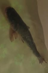 Carp