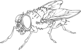 Flies Collective