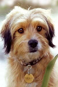 Benjean