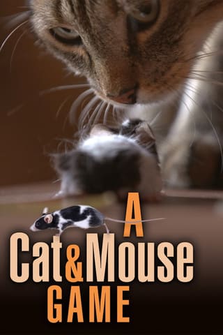 A Cat and Mouse Game