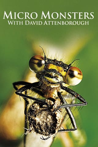 Micro Monsters 3D