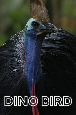 Dino Bird